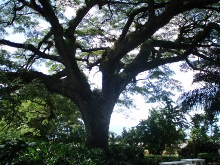Arborétum à St-Kitts